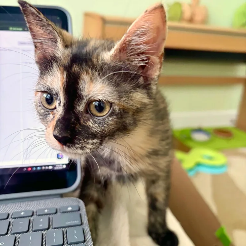 A baby medium-sized female Tortoiseshell Domestic Short Hair cat named Leto for adoption in Apex, NC