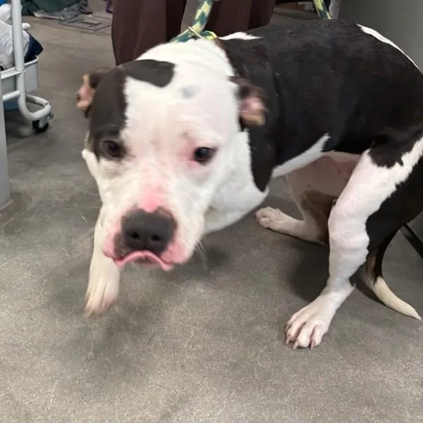 An adult large-sized female American Bulldog dog named Raya for adoption in Des Moines, IA