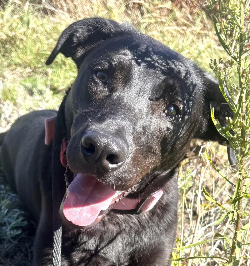 A young medium-sized female Black Labrador Retriever dog named Elvira for adoption in Waldport, OR