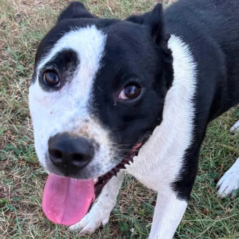 An adult medium-sized male Black Border Collie dog named Razzataz for adoption in Hackett, AR