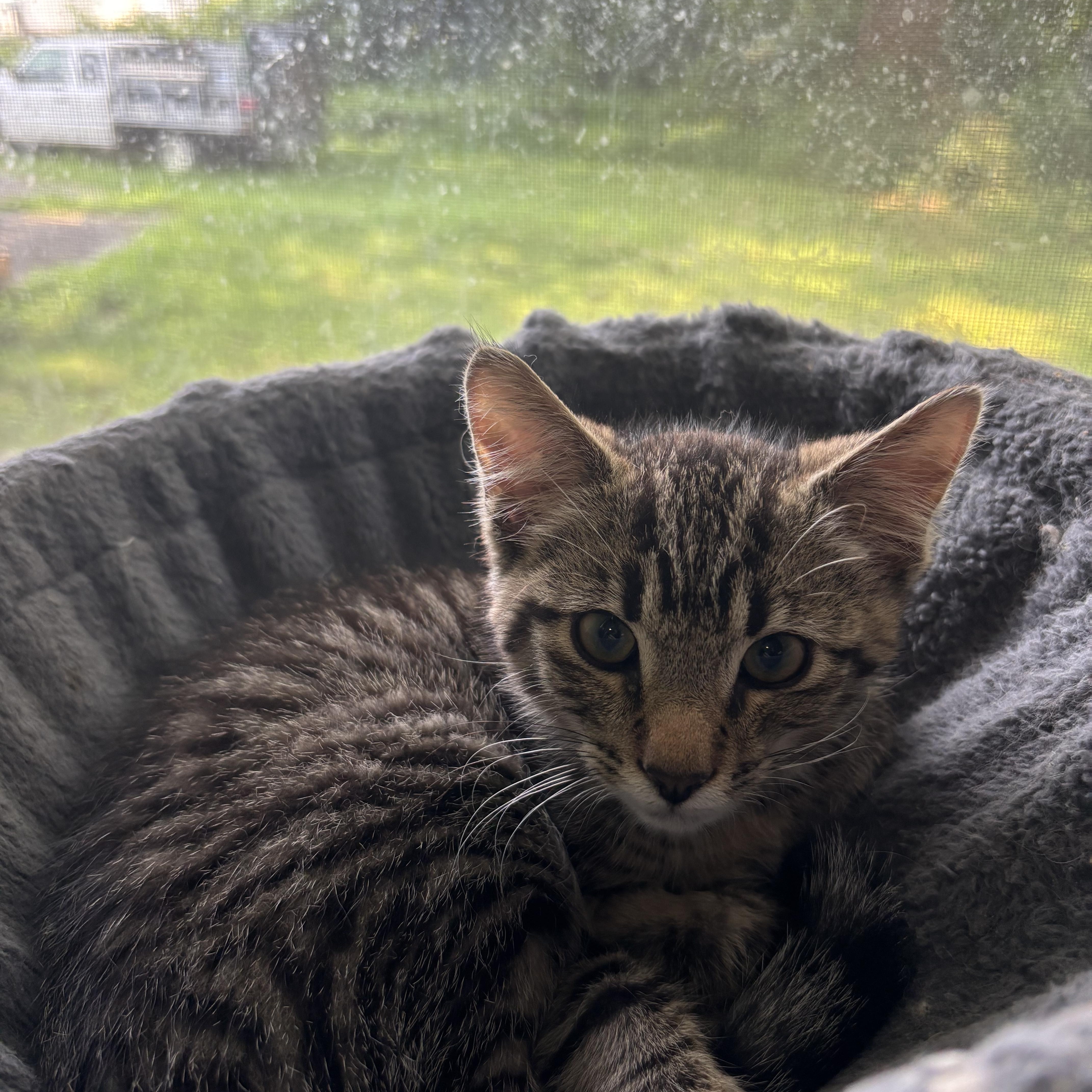 A baby small-sized male Tabby (Brown / Chocolate) Domestic Short Hair cat named Basel for adoption in Richmond, VA