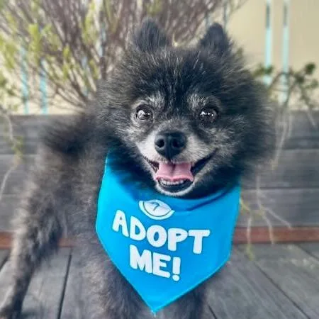 A senior small-sized male Black Pomeranian dog named Benz for adoption in Pacific Grove, CA