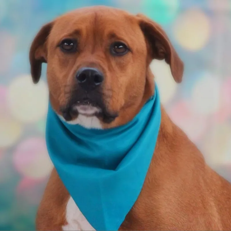 Rhodi Jum thumbnail 2