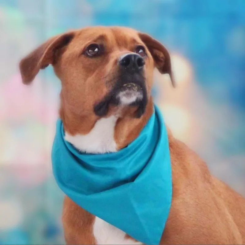 Rhodi Jum thumbnail 3