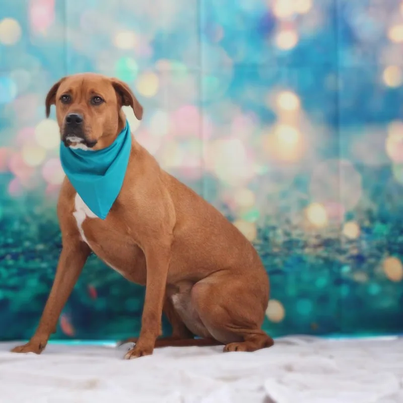 Rhodi Jum thumbnail 4