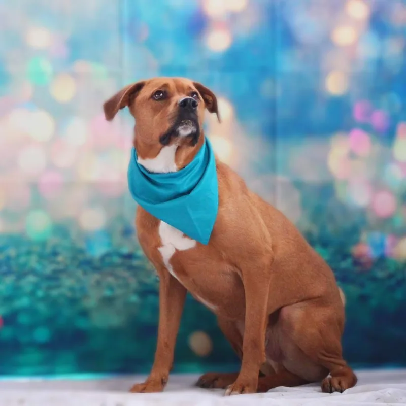 Rhodi Jum thumbnail 5