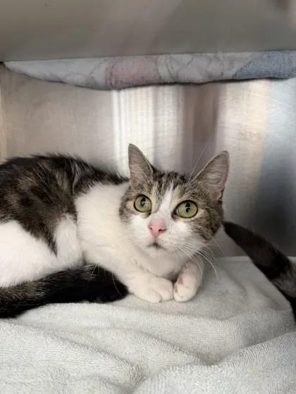 An adult medium-sized female Domestic Short Hair cat named Shakira for adoption in Westland, MI