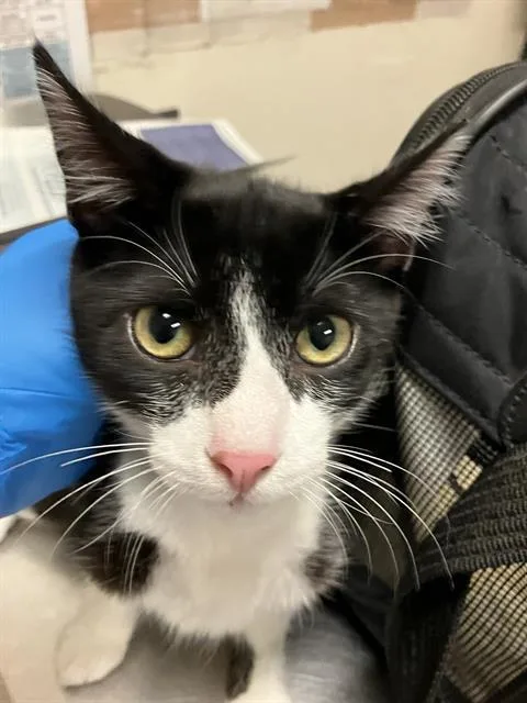 A young medium-sized male Domestic Short Hair cat named Ebony for adoption in Long Beach, CA