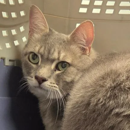 A senior extra large-sized male Gray / Blue / Silver Domestic Short Hair cat named Kidd for adoption in Chattanooga, TN