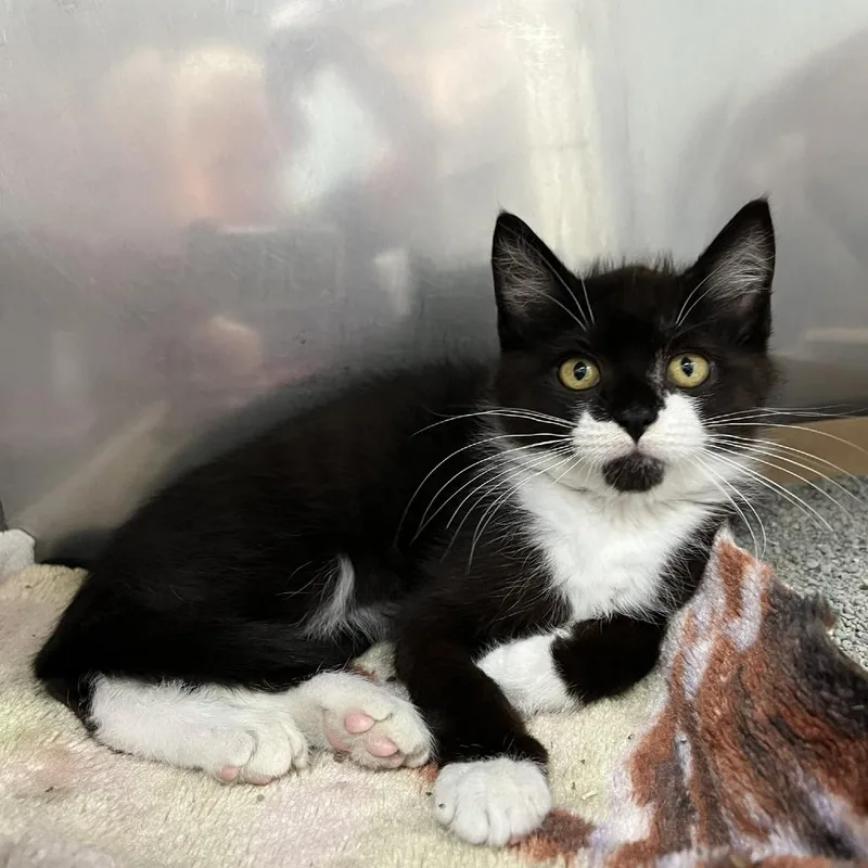 A baby medium-sized male Black Domestic Short Hair cat named Cadet for adoption in Lyndhurst, VA