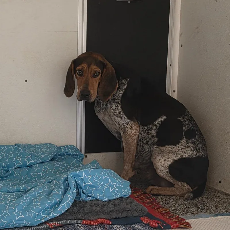 An adult medium-sized female Gray / Blue / Silver Bluetick Coonhound dog named Freya for adoption in Chesapeake, VA