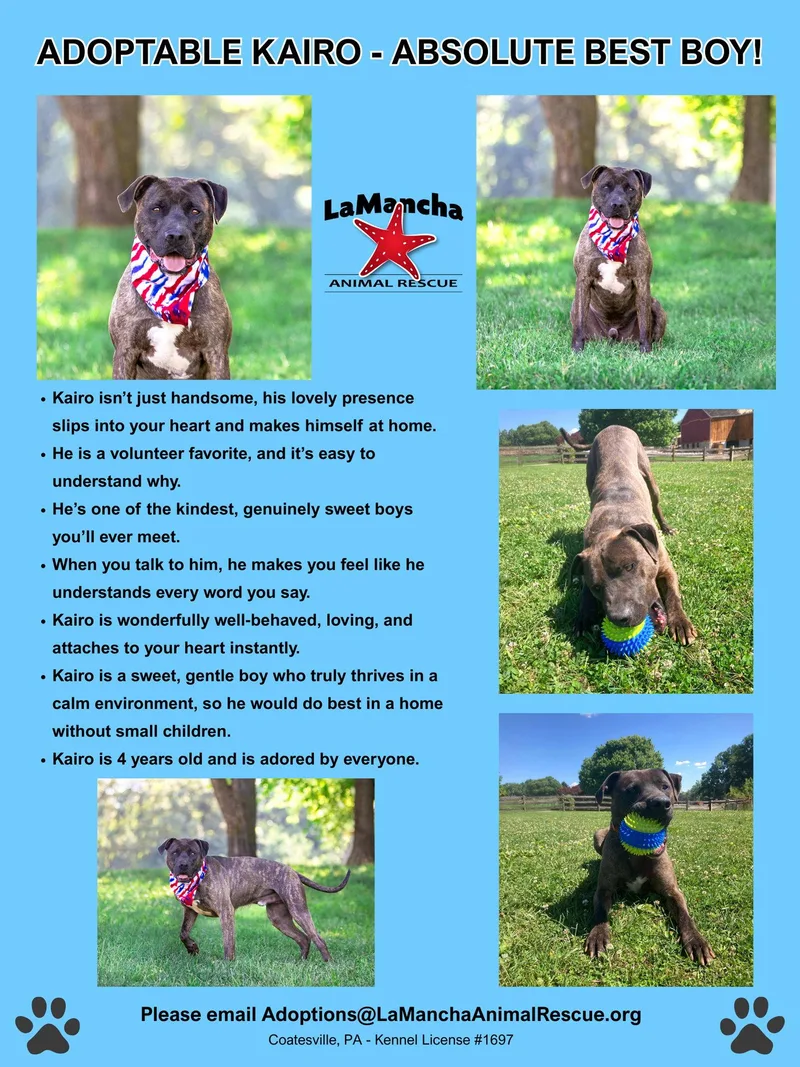 An adult large-sized male Terrier dog named Kairo for adoption in Coatesville, PA