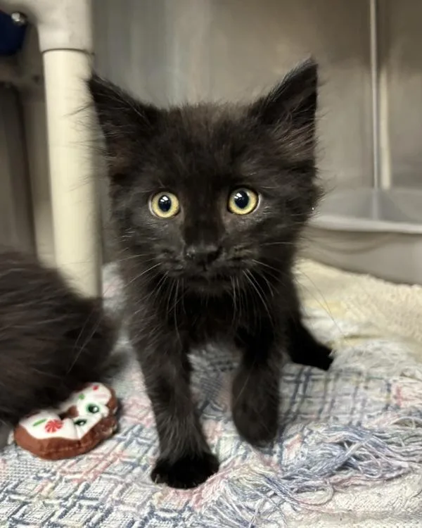 A baby small-sized male Domestic Long Hair cat named Toto for adoption in Richmond, VA