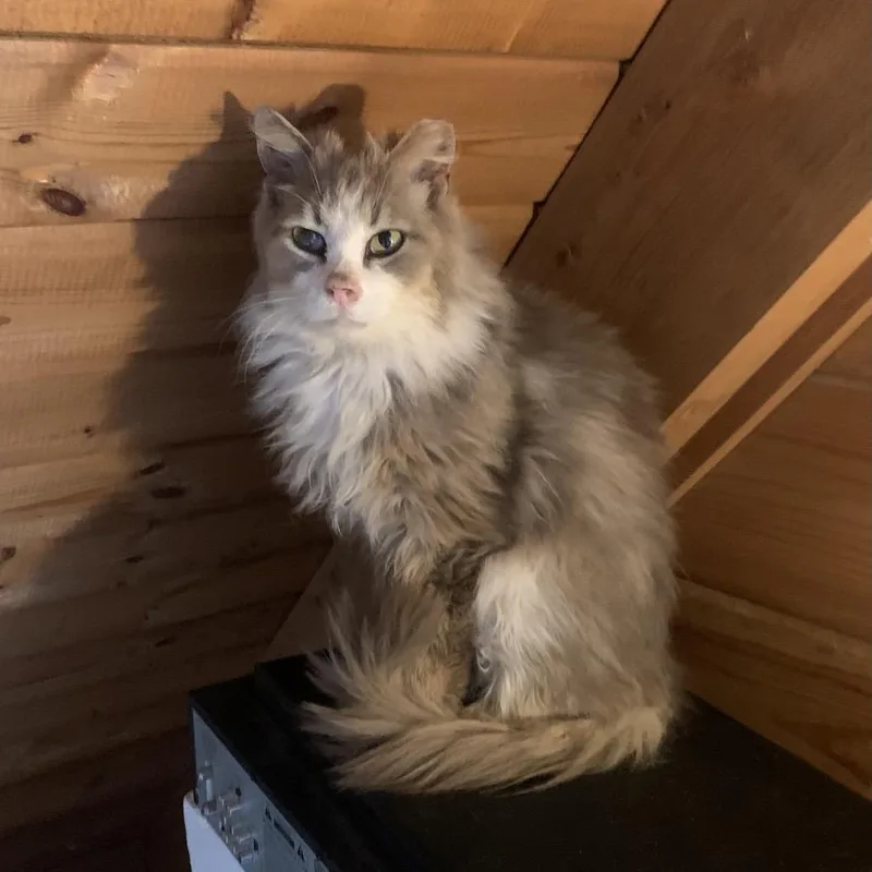 An adult small-sized male Gray / Blue / Silver Domestic Long Hair cat named Wylder Estep for adoption in Woodstock, VA