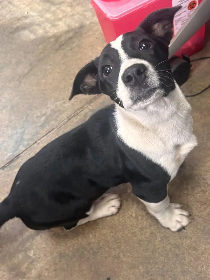 A baby medium-sized female Basset Hound dog named Apple Cider for adoption in Chestertown, MD