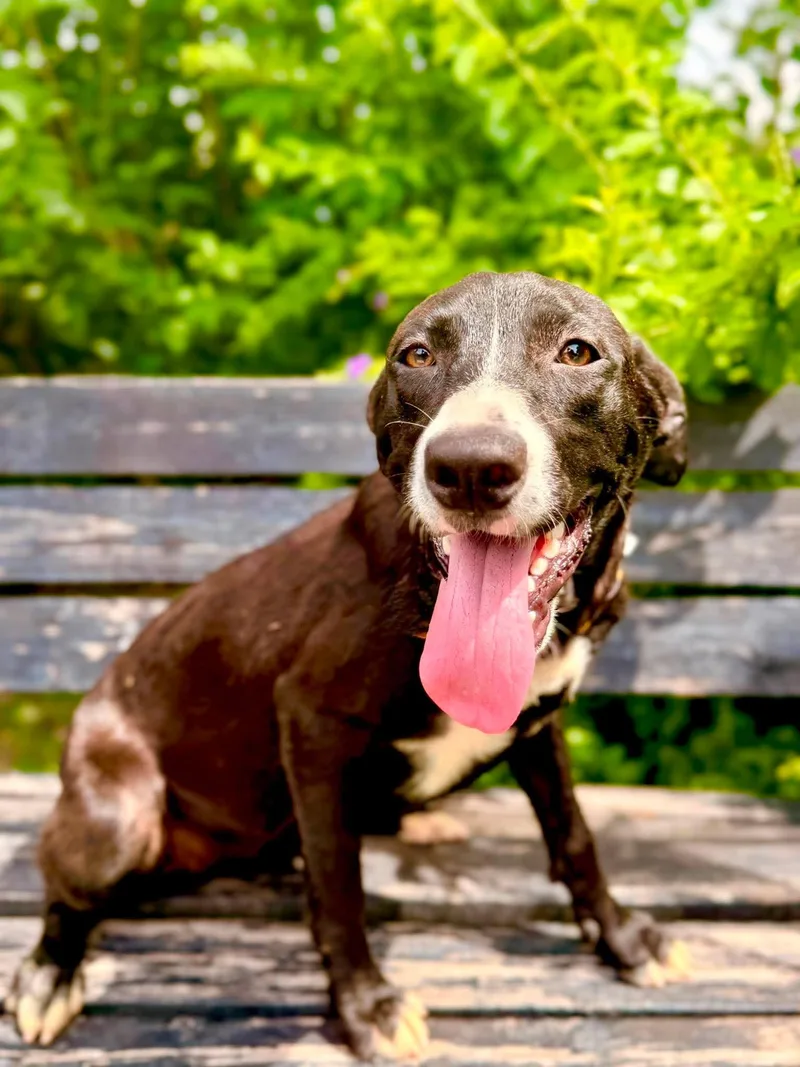 A young medium-sized female Black Pointer dog named Wanda for adoption in Gregory, TX