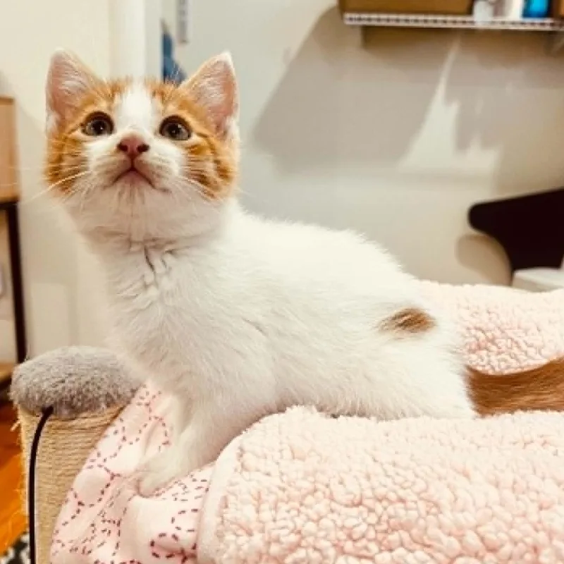 A baby small-sized male Orange & White Domestic Short Hair cat named Peter for adoption in Antioch, CA