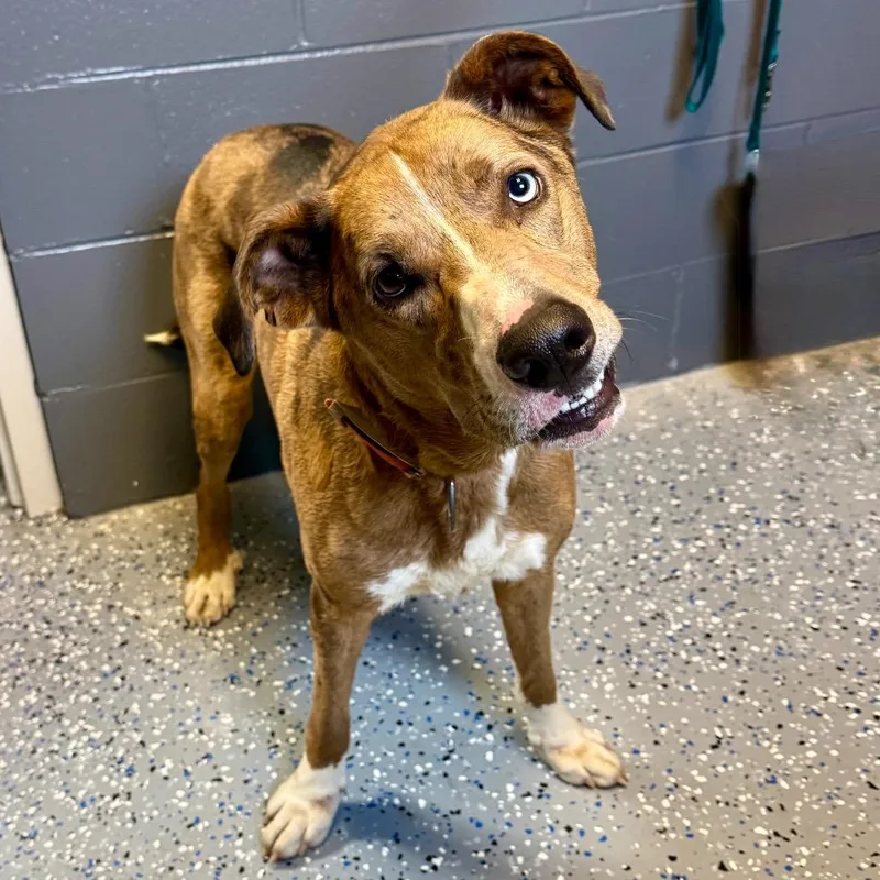 An adult large-sized male Brown / Chocolate Catahoula Leopard Dog dog named Tuscstray for adoption in Tuscaloosa, AL