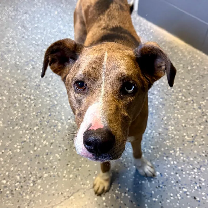 Tuscstray thumbnail 2