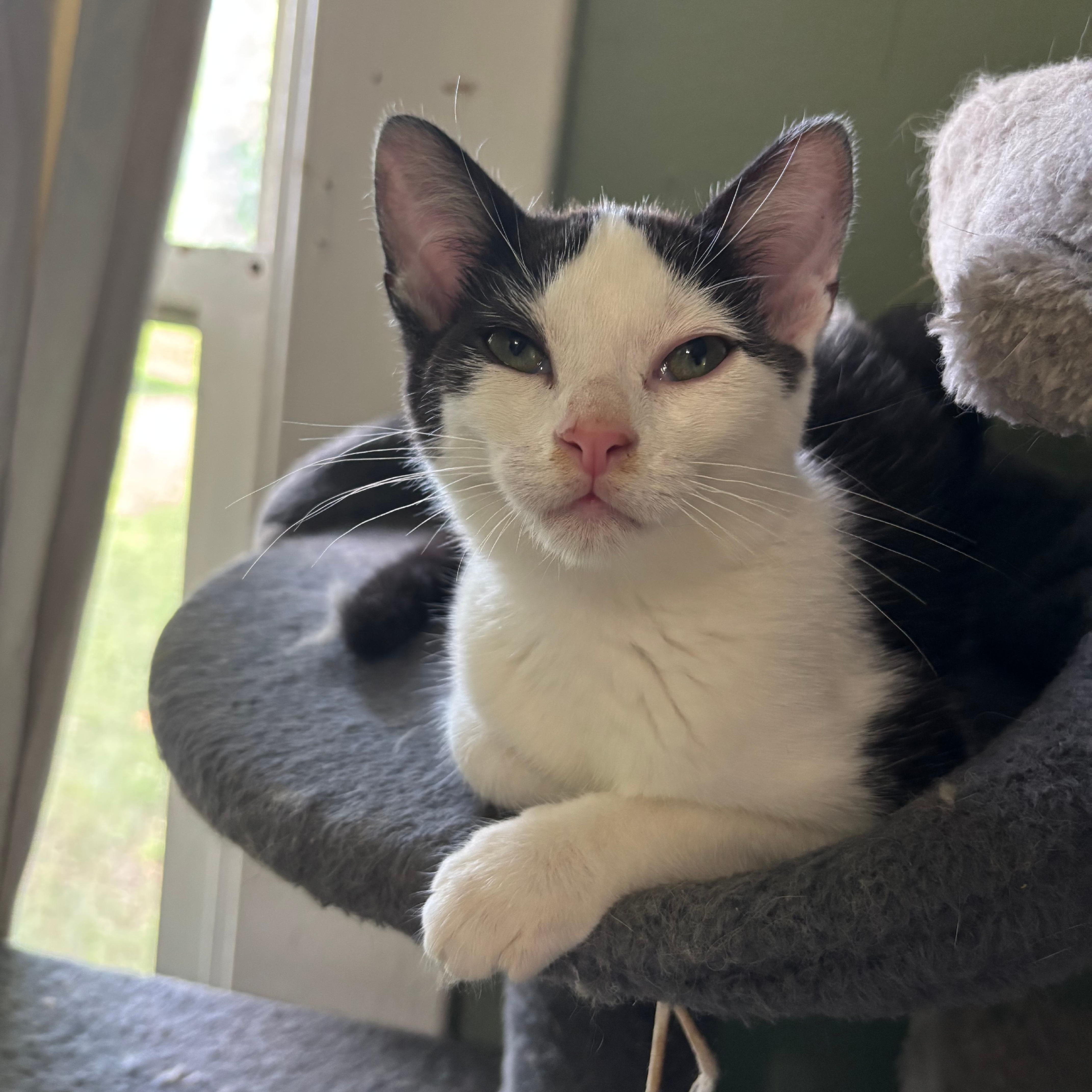 A baby small-sized female Black & White / Tuxedo Domestic Short Hair cat named Gila for adoption in Richmond, VA