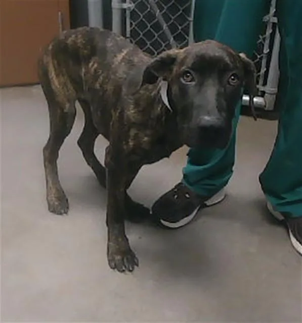 A young large-sized male Cane Corso dog named Cold Brew for adoption in Phoenix, AZ