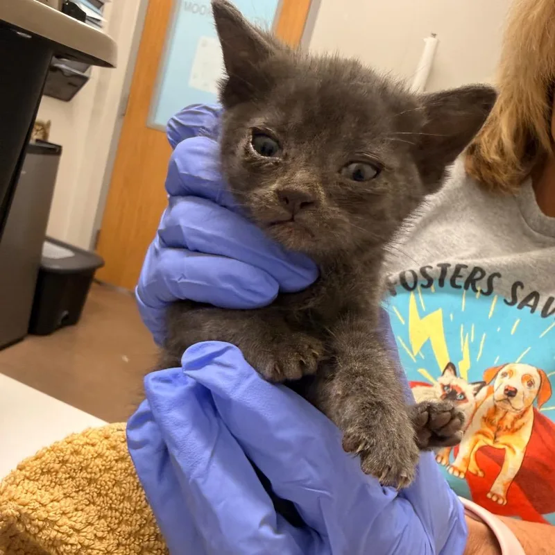 A baby small-sized male Gray / Blue / Silver Domestic Short Hair cat named Horton for adoption in Chattanooga, TN