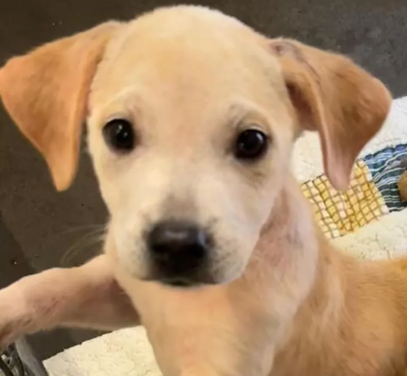 A baby small-sized female Black Mouth Cur dog named Skye for adoption in Elizabethton, TN