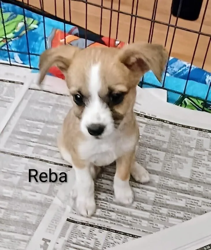 A baby small-sized female Pomeranian dog named Reba for adoption in Evergreen, CO