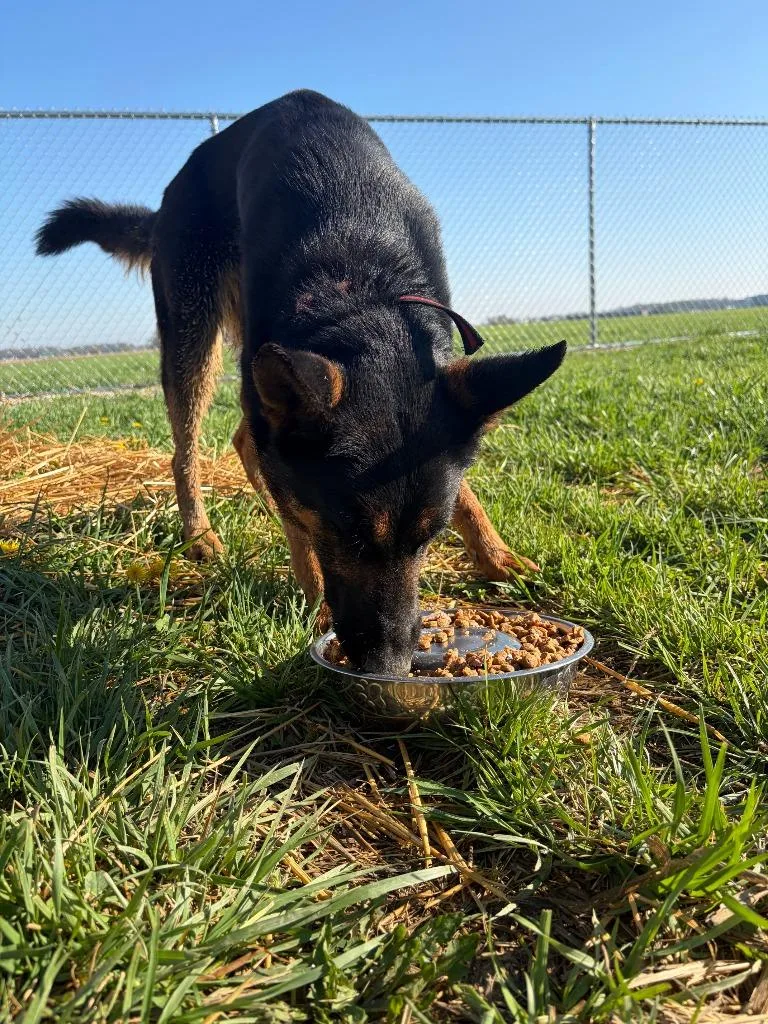 A young medium-sized female German Shepherd Dog dog named Ebony for adoption in Portland, IN