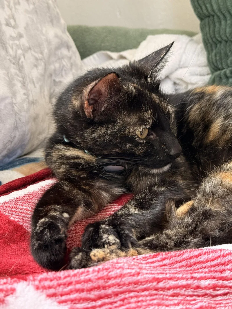 An adult medium-sized female Domestic Short Hair cat named Ottessa for adoption in San Jose, CA