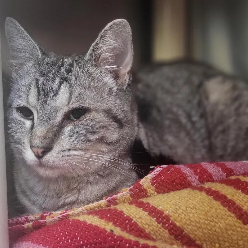 A young medium-sized female Gray / Blue / Silver Domestic Short Hair cat named Ms Tabbs for adoption in Austin, TX