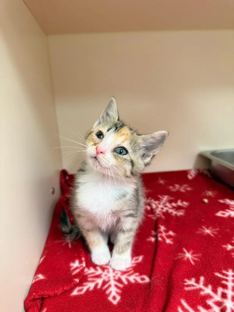 A baby medium-sized female Domestic Short Hair cat named Toni for adoption in Burnsville, NC