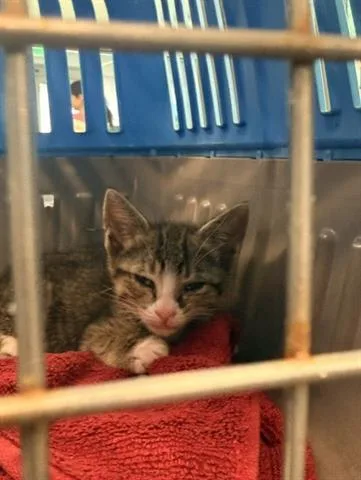 A baby small-sized male Domestic Short Hair cat named Bambi for adoption in San Martin, CA