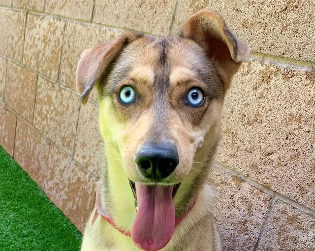A young medium-sized female Yellow / Tan / Blond / Fawn Shepherd dog named SAVE ME PLEASE Tawny for adoption in San Marcos, CA