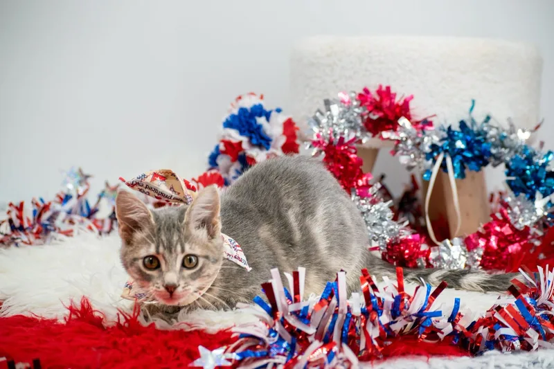 A baby small-sized male Tabby (Gray / Blue / Silver) Domestic Short Hair cat named Patriot for adoption in Sevierville, TN