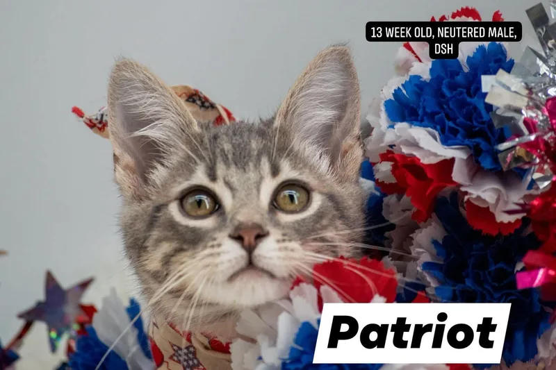 Patriot thumbnail 4