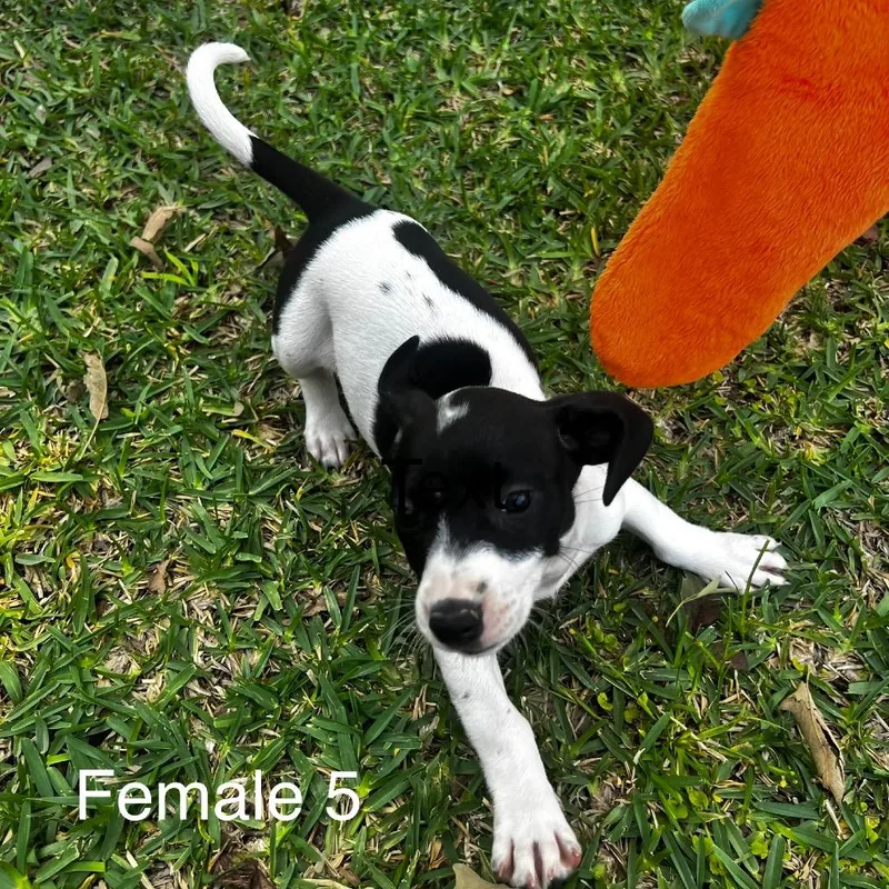 Female Pup