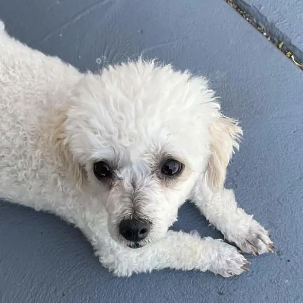 An adult small-sized female White / Cream Poodle (Toy) dog named Bijoux for adoption in Rochester, NY