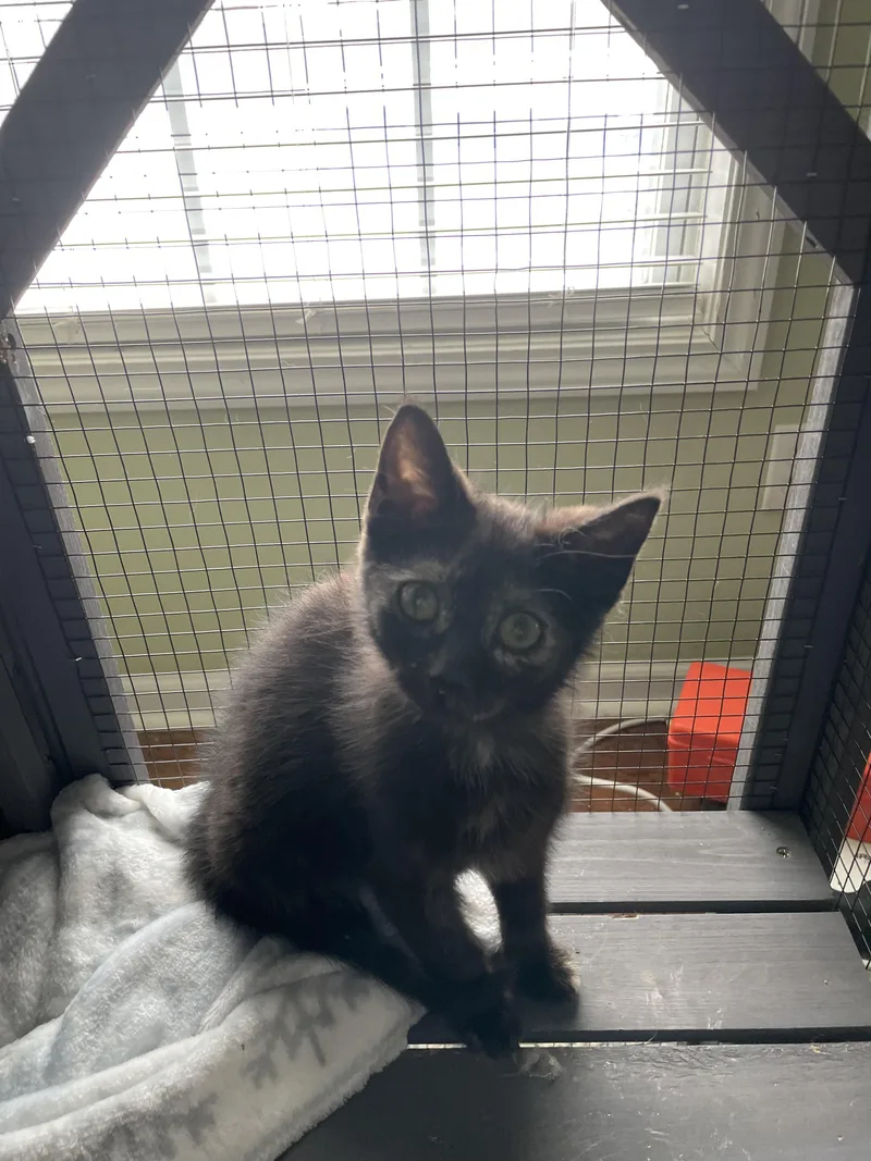 Hermione thumbnail 3