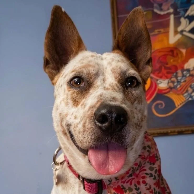 An adult medium-sized female White / Cream Cattle Dog dog named Nova for adoption in Sparta, NJ