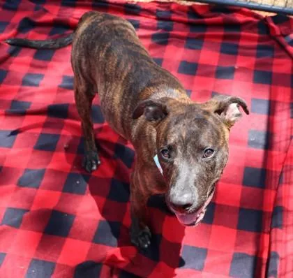 A young large-sized male Mixed Breed dog named Hyena for adoption in Athens, GA
