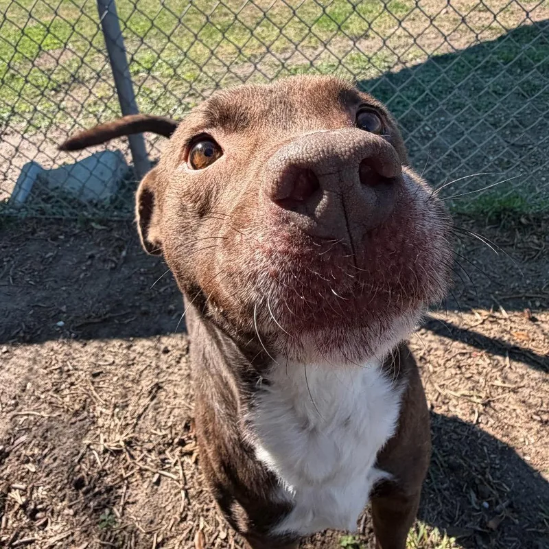 Brownie