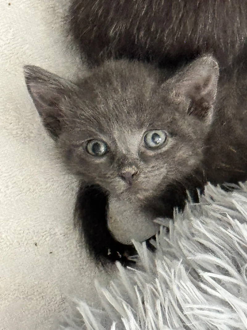 A baby small-sized female Domestic Short Hair cat named Rebel for adoption in Carlsbad, CA