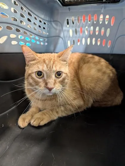 An adult small-sized male Domestic Short Hair cat named Symba for adoption in West Chester, PA