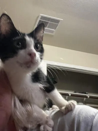 A baby medium-sized male Black & White / Tuxedo Domestic Short Hair cat named Oden for adoption in Liverpool, TX