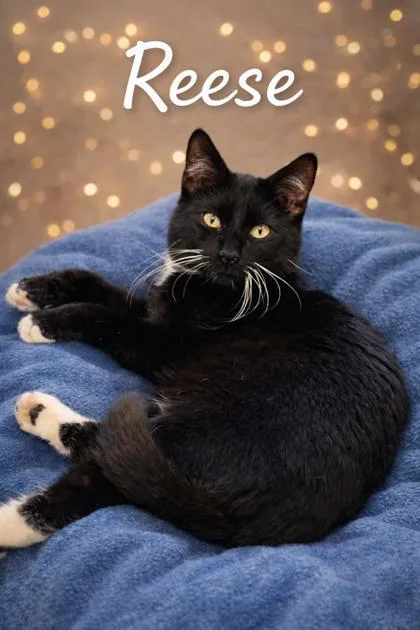 Reese thumbnail 2