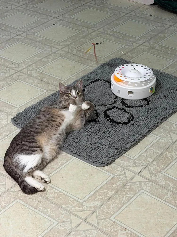 A baby small-sized female Gray & White Domestic Short Hair cat named Leah for adoption in Chicago, IL