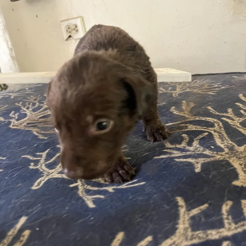 A baby medium-sized male Brown / Chocolate Mixed Breed dog named Saturday for adoption in Frederiksted, VI