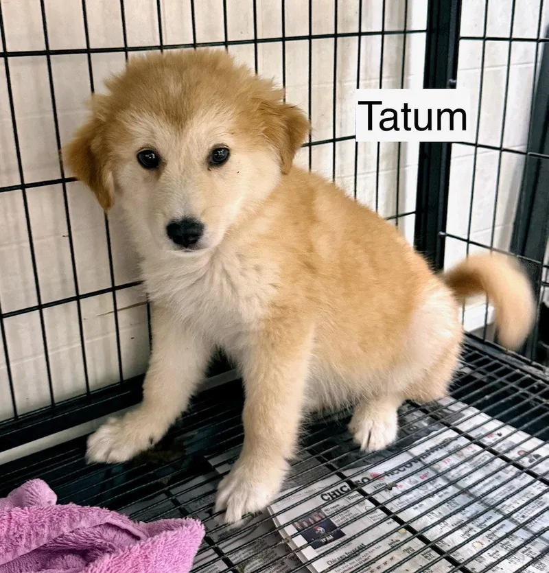 Tatum