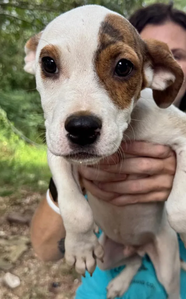 A baby large-sized male Pit Bull Terrier dog named Coal for adoption in Little Rock, AR